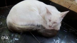 Male white cat n black tail
