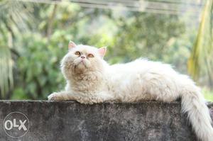 Mating only...semipunch male white ccolor cat for
