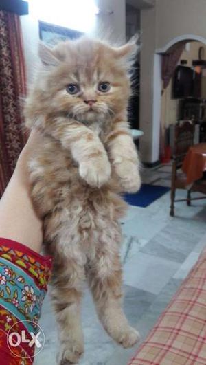 Medium-coated Orange Kitten