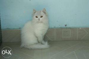 Medium-fur Beige Cat