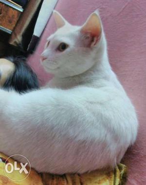 Mix percion male 6 month cat...very cute...potty