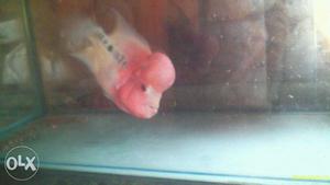 My imported red dragon flwerhorn male for sale
