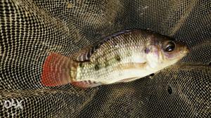 Nile tilapia fish for sale 4.5 to 5 inch 350 per