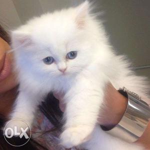 O17 persian cat available for sell in low