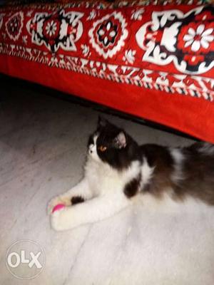 One month pregnant Persian cat availabe