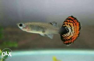 Orange And Gray Guppy Fish 2 pair 50 rupees