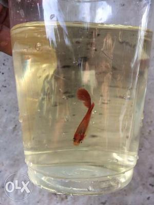 Partly red guppy