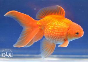 Pearlscale goldfish for sale