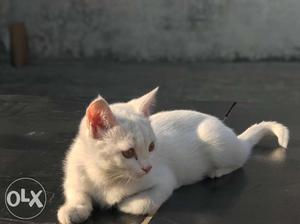 Persian Cat white 3 months old