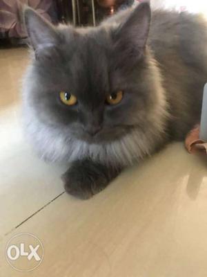 Persian Female Cat For Sale In Kothrud