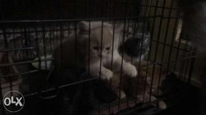 Persian breed kitten