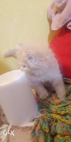 Persian cat 2 white male and female, 2 brown male