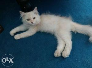 Persian cat 3 months old male. cute friendly.