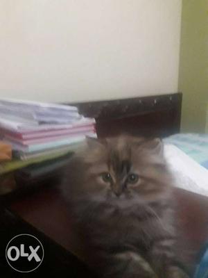 Persian cat.. 3 months old.. male.. very loving..