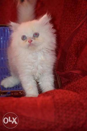 Persian cat blue eyes