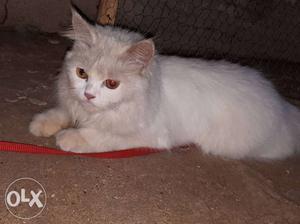 Persian cat flat doll 9 month old