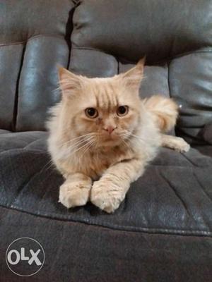 Persian cat for sale,semi-punch face,font