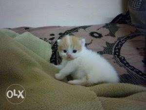 Persian cat for sell intrested people contact me