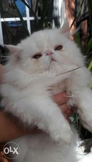 Persian cat for sell very low price