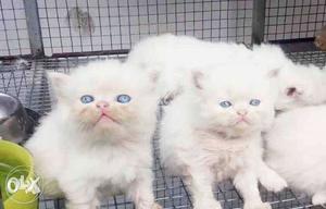 Persian cat kittens urgent sale ping me for more