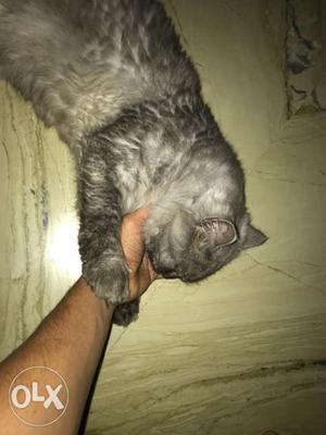 Persian cat male for mating pls do contact