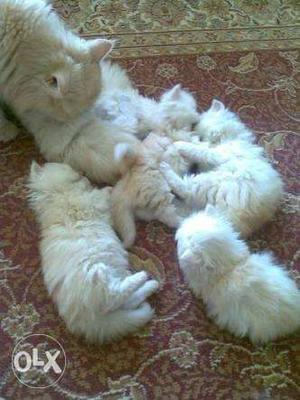 Persian cat vailable for sell if someone