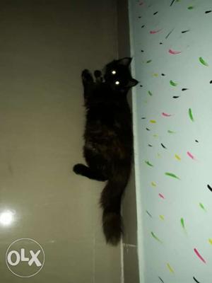 Persian cats male n female black colour both 3
