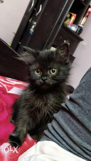 Persian doll face cat for sale.. Black in color..