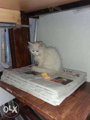 Persian kitten 2-3 months old Good habitual