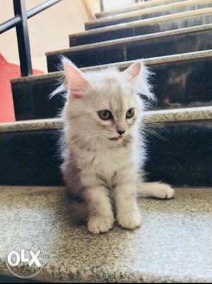 Persian kitten, female. she is very playfull.