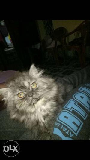 Persian kitten for sale..Pure breed, fully