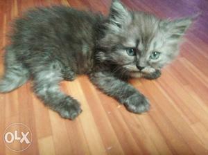 Persian kitten male n female available 45days