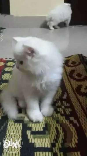 Persian kitten pure white pure breed