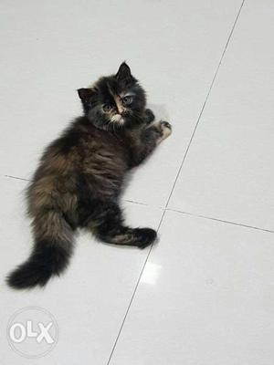 Persian kittens r available pure breads
