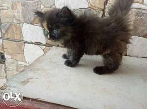 Persian kittens r availableall colours