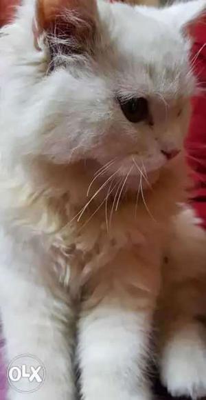 Persian male cat for sale just 9 months old I need a genuine