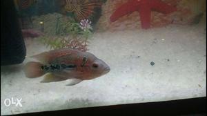 Pink, Black, And Gray Flowerhorn Fish