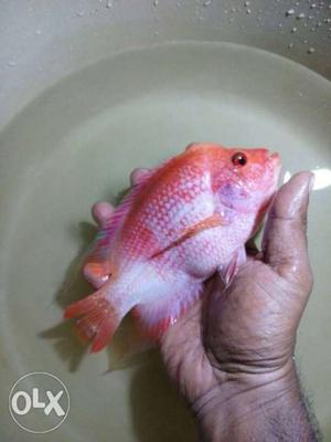 Pink Fish In Vadakkekara