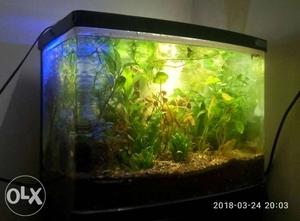 Planted Aquarium, Hang On filter, light & Soil.