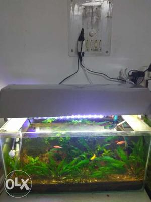 Planted aquarium with thriving plants (3 types),