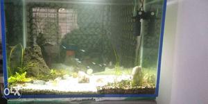 Planted fish aquarium with all fishes 12 neon