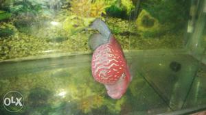 Pn flowerhorn very active,shining perals and