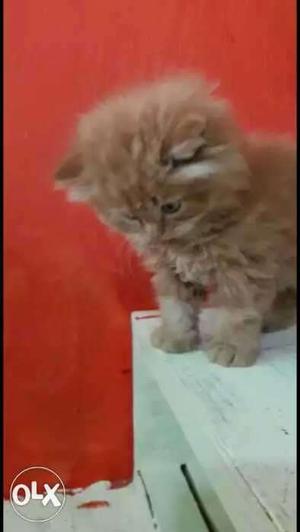 Punch face persian kitten female 3 months old