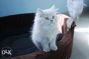 Pure breed persian kitten