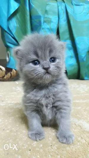 Pure persian Female Kitten 22days old