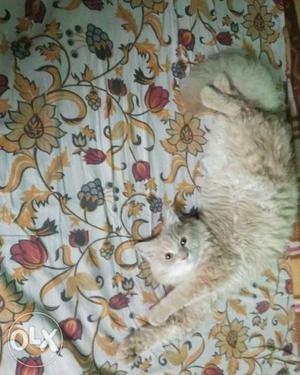 Pure persian cat 9 months old Male cat