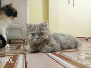 Pure persian female cat