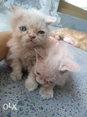 Pure persian kitten price can be negotiated only serious