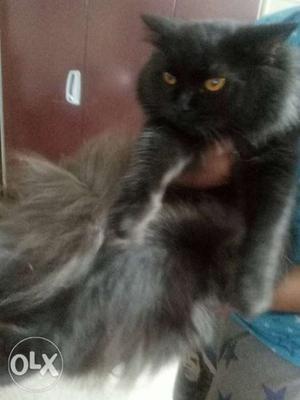 Pure persian male fr sale only serious buyers