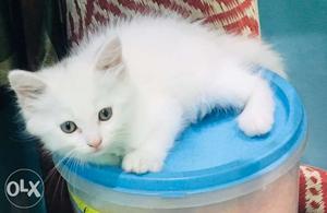 Pure white persian kitten of 52 days old,Male